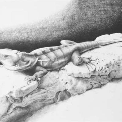 Iguana